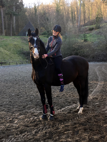 Trakehner Prmienhengst Shavalou - Gestt Hmelschenburg - 24. Februar 2019 - copyright by Beate Langels