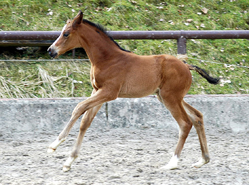 Trakehner Hengstfohlen v. Summertime u.d. Klassic v. Freudenfest u.d. Kassuben v. Enrico Caruso, Zchter: Trakehner Gestt Hmelschenburg Beate Langels