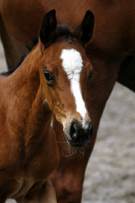 Trakehner Hengstfohlen v. Summertime u.d. Klassic v. Freudenfest u.d. Kassuben v. Enrico Caruso, Zchter: Trakehner Gestt Hmelschenburg Beate Langels