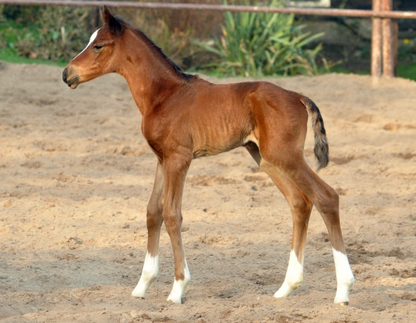 Trakehner Filly by Singolo out of Pr. a. StPrSt. Klassic by Freudenfest u.d. Elitestute Kassuben v. Enrico Caruso  - Gestt Hmelschenburg - Beate Langels