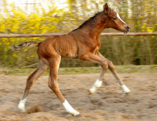 Trakehner Filly by Singolo out of Pr. a. StPrSt. Klassic by Freudenfest u.d. Elitestute Kassuben v. Enrico Caruso  - Gestt Hmelschenburg - Beate Langels