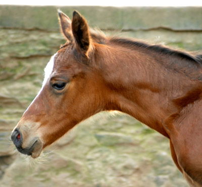 Trakehner Filly by Singolo out of Pr. a. StPrSt. Klassic by Freudenfest u.d. Elitestute Kassuben v. Enrico Caruso  - Gestt Hmelschenburg - Beate Langels