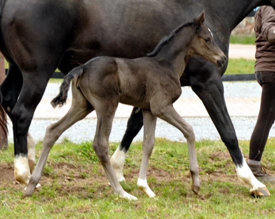 Trakehner Filly by Saint Cyr out of Premiummare Greta Garbo by Alter Fritz, Gestt Hmelschenburg - Beate Langels