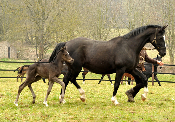 Trakehner Filly by Saint Cyr out of Premiummare Greta Garbo by Alter Fritz, Gestt Hmelschenburg - Beate Langels