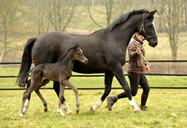 Trakehner Filly by Saint Cyr out of Premiummare Greta Garbo by Alter Fritz, Gestt Hmelschenburg - Beate Langels