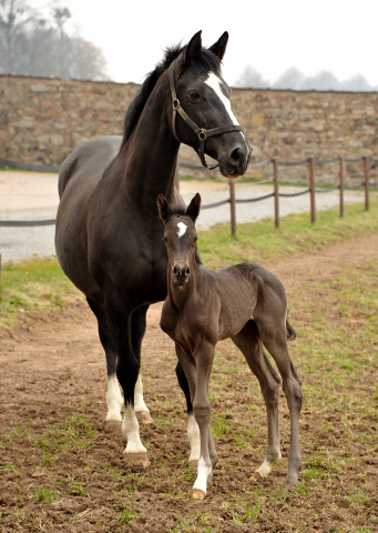 Trakehner Filly by Saint Cyr out of Premiummare Greta Garbo by Alter Fritz, Gestt Hmelschenburg - Beate Langels