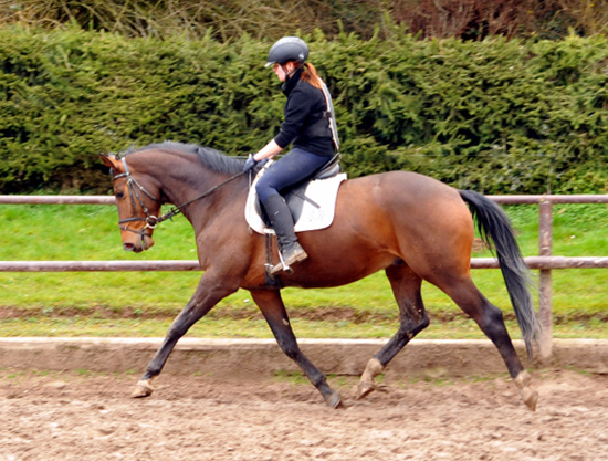 4jhriger Trakehner von Saint Cyr x Red Patrick xx - Ende Mrz 2016 - Foto Beate Langels - Gestt Hmelschenburg