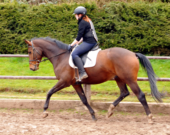 4jhriger Trakehner von Saint Cyr x Red Patrick xx - Ende Mrz 2016 - Foto Beate Langels - Gestt Hmelschenburg