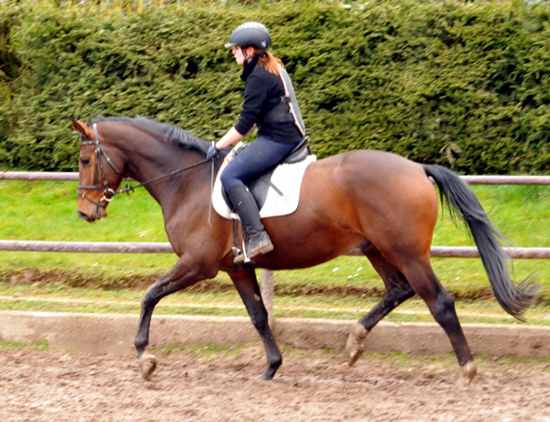 4jhriger Trakehner von Saint Cyr x Red Patrick xx - Ende Mrz 2016 - Foto Beate Langels - Gestt Hmelschenburg