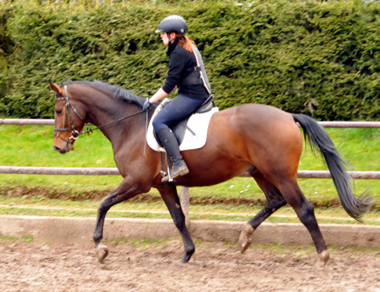 4jhriger Trakehner von Saint Cyr x Red Patrick xx - Ende Mrz 2016 - Foto Beate Langels - Gestt Hmelschenburg