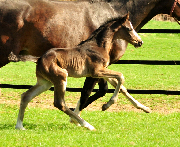 Hengstfohlen von De Niro x Totilas - Trakehner Gestt Hmelschenburg - Foto: Beate Langels