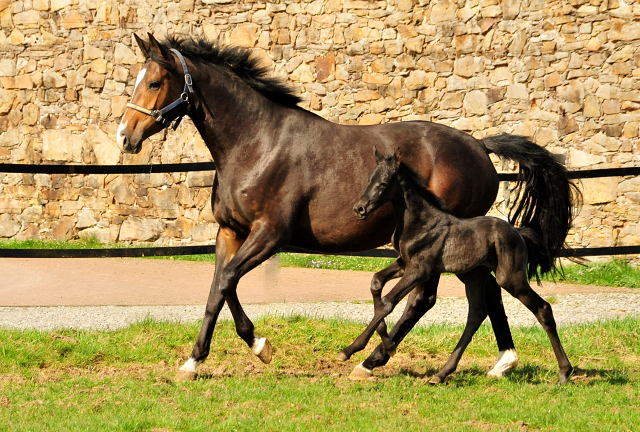 Tacyra und ihre 3 Tage alte Tochter - Trakehner Gestt Hmelschenburg - Foto: Beate Langels