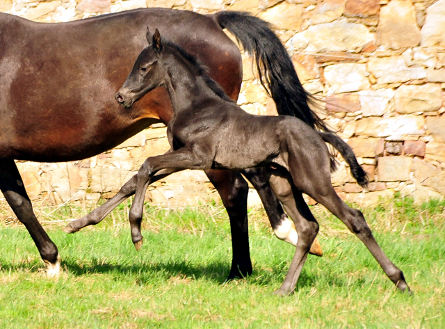 Tacyra und ihre 3 Tage alte Tochter - Trakehner Gestt Hmelschenburg - Foto: Beate Langels