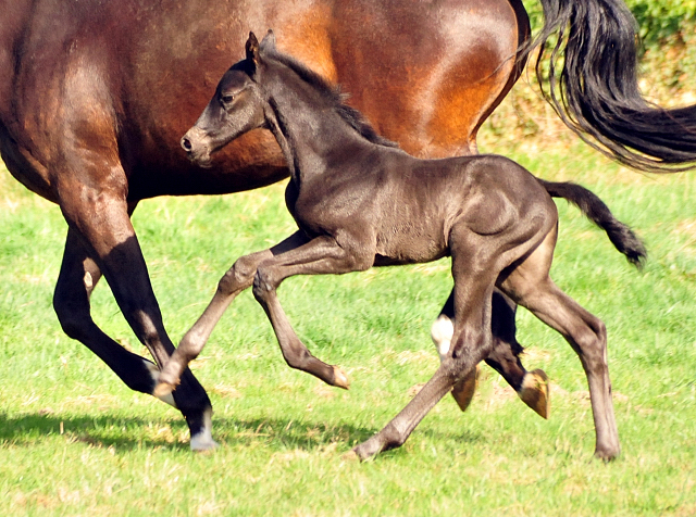 Tacyra und ihre 3 Tage alte Tochter - Trakehner Gestt Hmelschenburg - Foto: Beate Langels