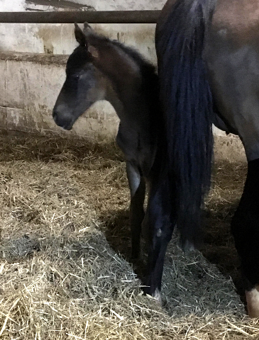 Oldenburger Stutfohlen von Quantensprung u.d. Schwalbendiva v. Totilas - 24.03.2018
 - Trakehner Gestt Hmelschenburg - Beate Langels