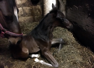 Oldenburger Filly by Quantensprung out of Schwalbendiva by Totilas - 24. Mrz 2018 - Foto: Beate Langels - Trakehner Gestt Hmelschenburg