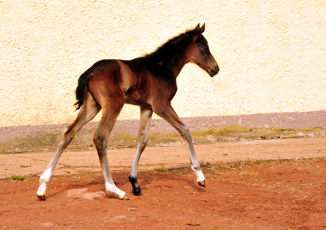 Schwalben Surprise v. Quantensprung x Totilas im Trakehner  Gestt Hmelschenburg