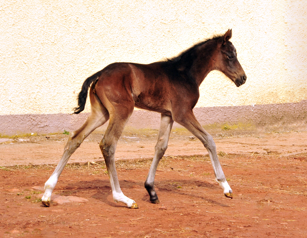 Oldenburger Filly by Quantensprung out of Schwalbendiva by Totilas - 24.03.2018
 - Trakehner Gestt Hmelschenburg - Beate Langels