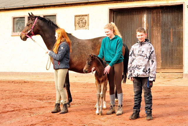 im Trakehner  Gestt Hmelschenburg