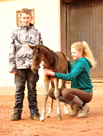 Schwalben Surprise v. Quantensprung x Totilas im Trakehner  Gestt Hmelschenburg