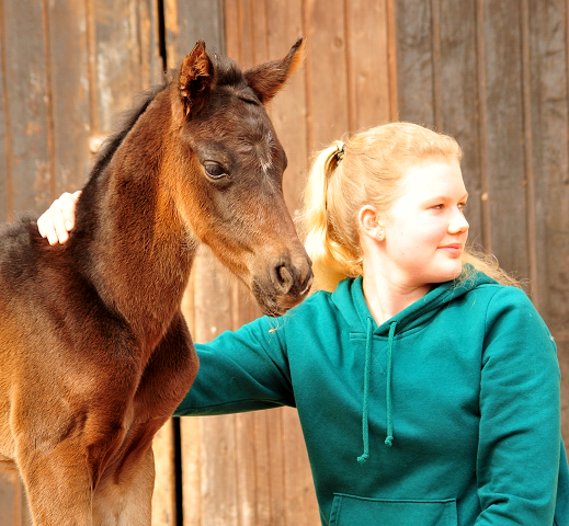 im Trakehner  Gestt Hmelschenburg