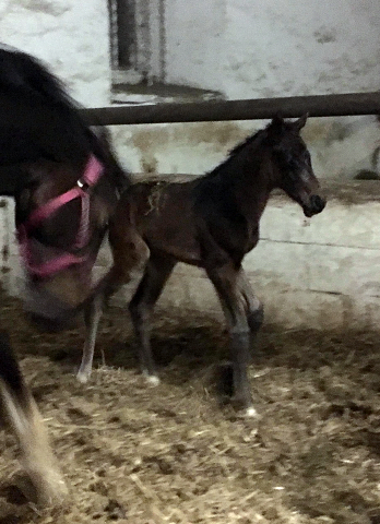 Oldenburger Filly by Quantensprung out of Schwalbendiva by Totilas - born 24.03.2018
 - Trakehner Gestt Hmelschenburg - Beate Langels