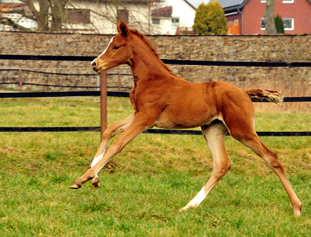 Stutfohlen Glory Fire von Alter Fritz u.d. Giulietta in Hmelschenburg v. Saint Cyr - Red Patrick xx