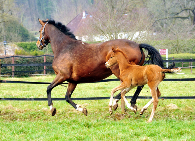 Stutfohlen Glory Fire von Alter Fritz u.d. Giulietta in Hmelschenburg v. Saint Cyr - Red Patrick xx