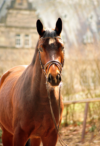 Klassic Summer v. Summertime u.d. Pr.St. Klassic - Trakehner Gestt Hmelschenburg