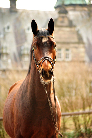 Klassic Summer v. Summertime u.d. Pr.St. Klassic - Trakehner Gestt Hmelschenburg