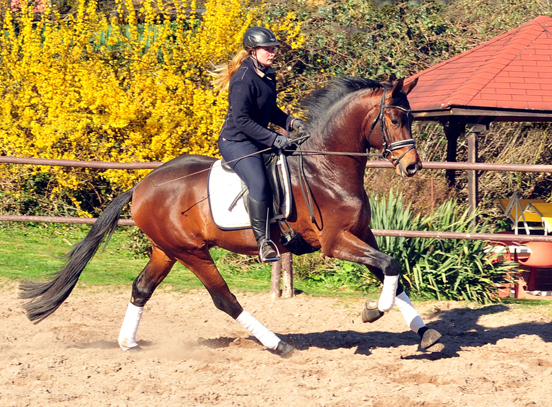 Trakehner Hengst Karakallis von High Motion x Hofrat x Arogno - Trakehner Gestt Hmelschenburg - Foto: Beate Langels