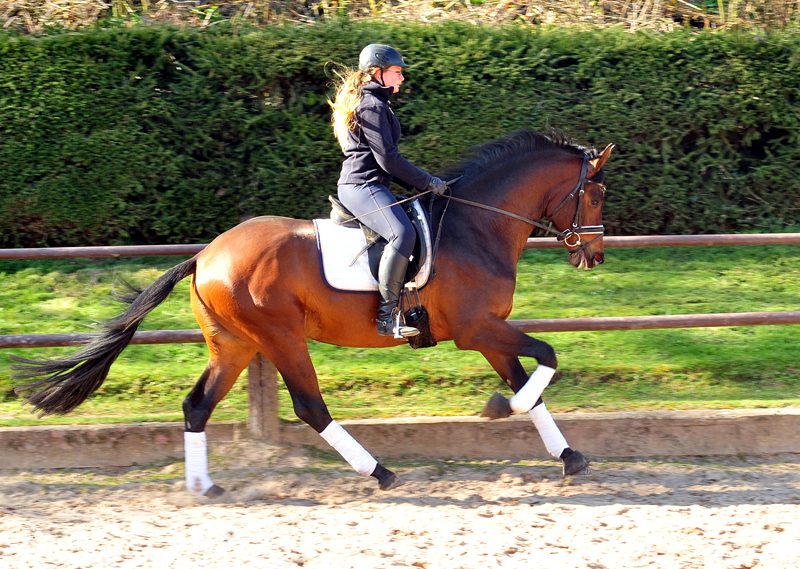 Trakehner Hengst Karakallis von High Motion x Hofrat x Arogno - Trakehner Gestt Hmelschenburg - Foto: Beate Langels