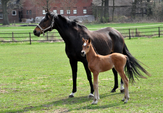 Trakehner Stutfohlen von Freudenfest x Sapros, Foto: Renate Dierks