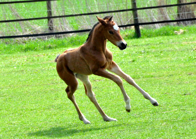 Trakehner Stutfohlen von Freudenfest x Sapros, Foto: Renate Dierks