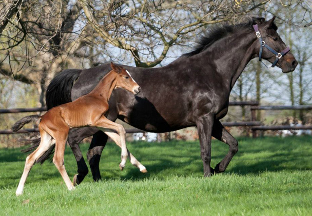 Trakehner Hengstfohlen von Oliver Twist u.d. u.d. Pr.St. Hannah v. Freudenfest - Foto: Ltteken