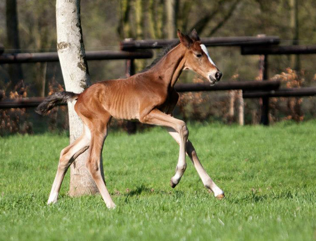 Trakehner Hengstfohlen von Oliver Twist u.d. u.d. Pr.St. Hannah v. Freudenfest - Foto: Ltteken