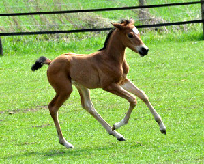 Trakehner Stutfohlen von Freudenfest x Sapros, Foto: Renate Dierks