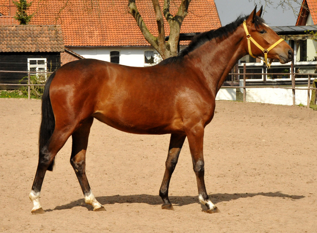 Trakehner Stute Karida von Oliver Twist u.d. Prmien- und Staatsprmienstute Karena v. Freudenfest  - Foto: Beate Langels, Trakehner Gestt Hmelschenburg