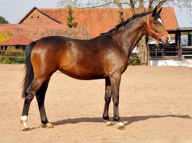 Tacyra von Saint Cyr als Zweijhrige in Hmelschenburg - Foto Beate Langels