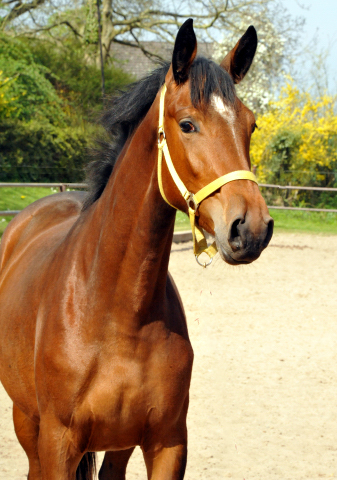 Trakehner Stute Karida von Oliver Twist u.d. Prmien- und Staatsprmienstute Karena v. Freudenfest - Foto: Beate Langels, Trakehner Gestt Hmelschenburg