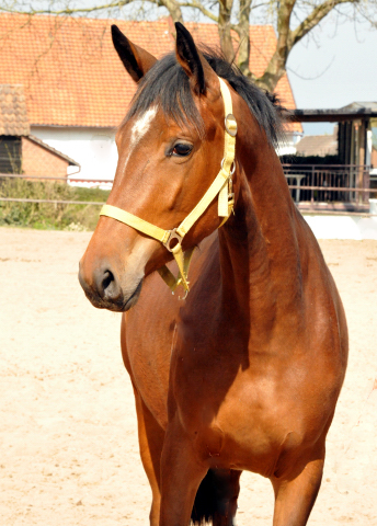 Trakehner Stute Karida von Oliver Twist u.d. Prmien- und Staatsprmienstute Karena v. Freudenfest - Foto: Beate Langels, Trakehner Gestt Hmelschenburg