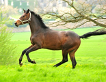 April 2017- Foto: Beate Langels - Trakehner Gestt Hmelschenburg