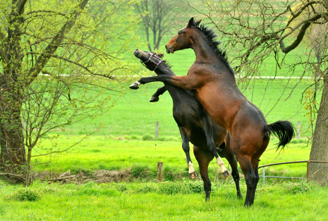 Unsere 2jhrigen Trakehner Hengste - 24. April 2012 - Foto: Beate Langels - Trakehner Gestt Hmelschenburg