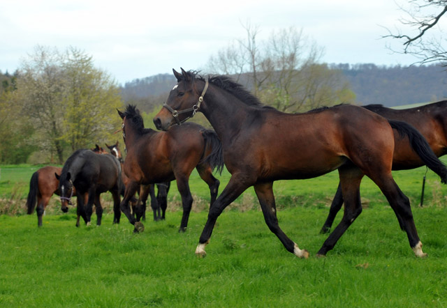Unsere 2jhrigen Trakehner Hengste - 24. April 2012 vorn Hengst von Shavalou u.d. Kalidah Jamal v. Manhattan - Foto: Beate Langels - Trakehner Gestt Hmelschenburg