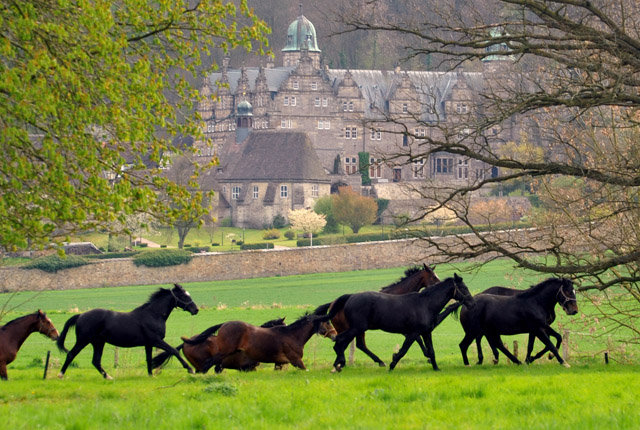 Unsere 2jhrigen Trakehner Hengste - 24. April 2012 - Foto: Beate Langels - Trakehner Gestt Hmelschenburg
