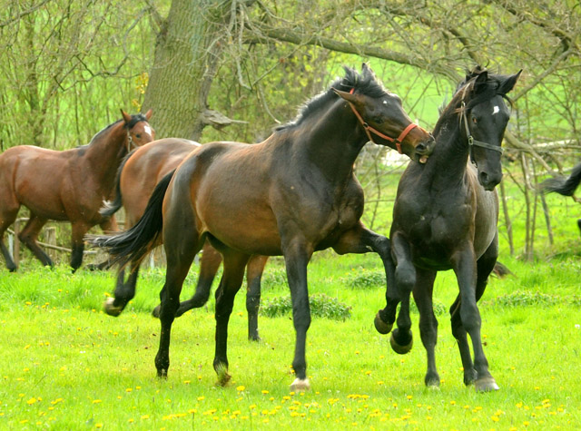 Unsere 2jhrigen Trakehner Hengste - 24. April 2012 - Foto: Beate Langels - Trakehner Gestt Hmelschenburg