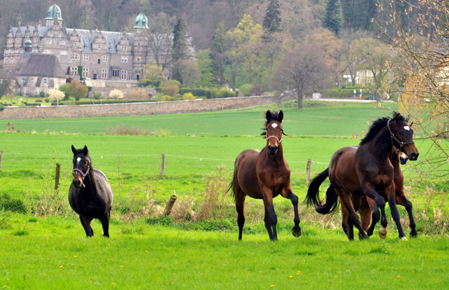 Unsere 2jhrigen Trakehner Hengste - 24. April 2012 - Foto: Beate Langels - Trakehner Gestt Hmelschenburg