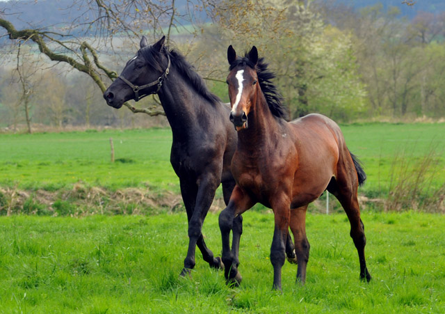 Unsere 2jhrigen Trakehner Hengste - 24. April 2012 - Foto: Beate Langels - Trakehner Gestt Hmelschenburg