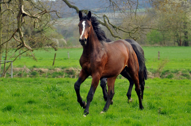 Unsere 2jhrigen Trakehner Hengste - 24. April 2012 - Foto: Beate Langels - Trakehner Gestt Hmelschenburg