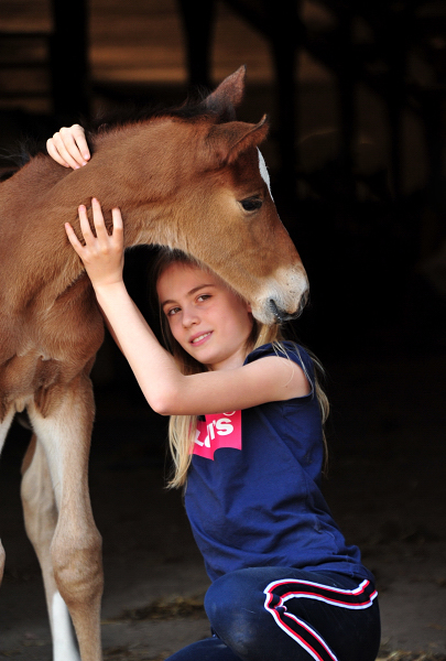 Trakehner Hengstfohlen v. Saint Cyr u.d. Pr.A. TeaCup v. Exclusiv- Foto: Beate Langels - Trakehner Gestt Hmelschenburg